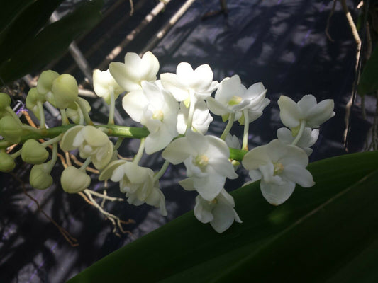 Vanda Rhynchostylis gigantea Alba