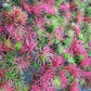 Bromeliad Tillandsia ionantha Rubra 2 plant pack
