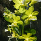 Vanda 3 pack fragrant Mad Happenings Exotic Tropical Hanging Plant