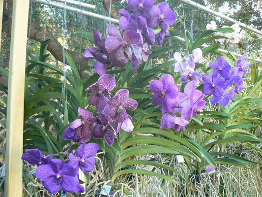 Vanda 3 Plants of Purple Color Special Pack Exotic Tropic