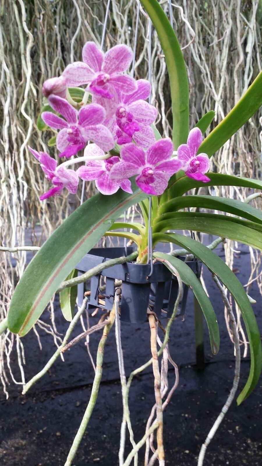 Vanda 3 Plants of Pink Color Special Pack Exotic Tropical