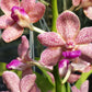 Vanda 3 Plants of Pink Color Special Pack Exotic Tropical