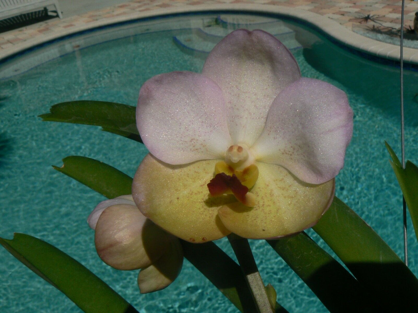 Vanda 3 Plants of Two Tone Color Special Pack
