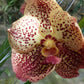Vanda 3 Plants of Two Tone Color Special Pack
