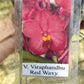 Vanda Viraphandhu Red Waxy Mad Happenings Hanging Plants