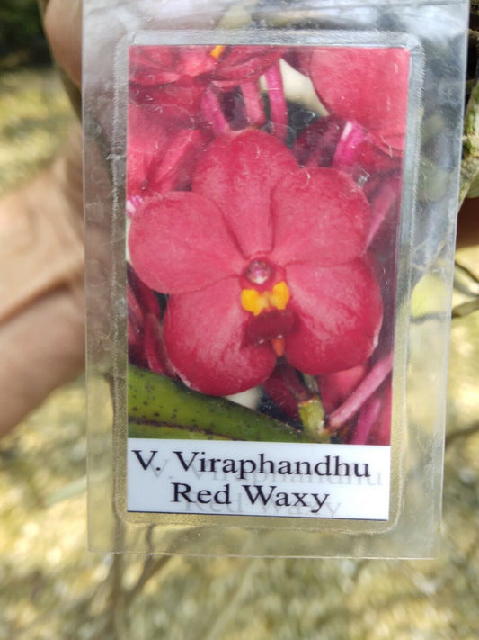 Vanda Viraphandhu Red Waxy Mad Happenings Hanging Plants