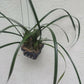 Orchid Maxillaria tenifolia fragrant Tropical Plant basket