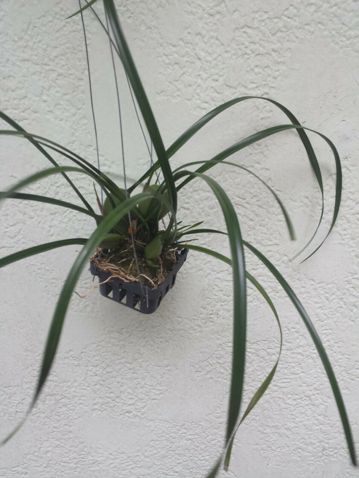 Orchid Maxillaria tenifolia fragrant Tropical Plant basket