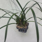 Orchid Maxillaria tenifolia fragrant Tropical Plant basket