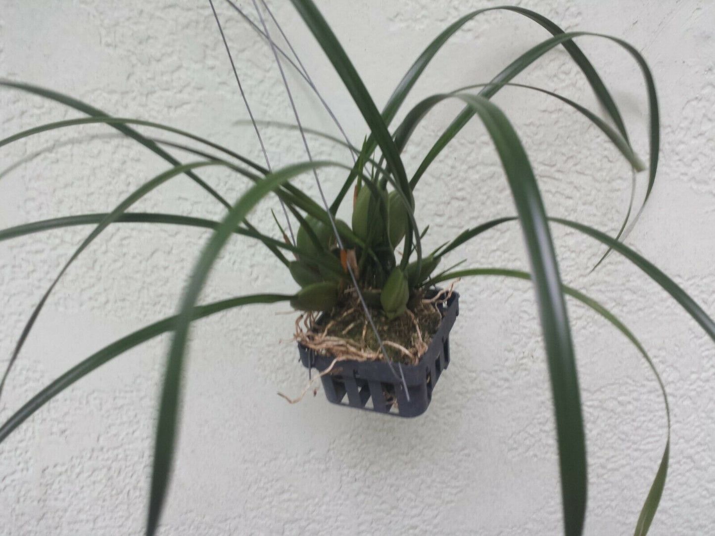 Orchid Maxillaria tenifolia fragrant Tropical Plant basket