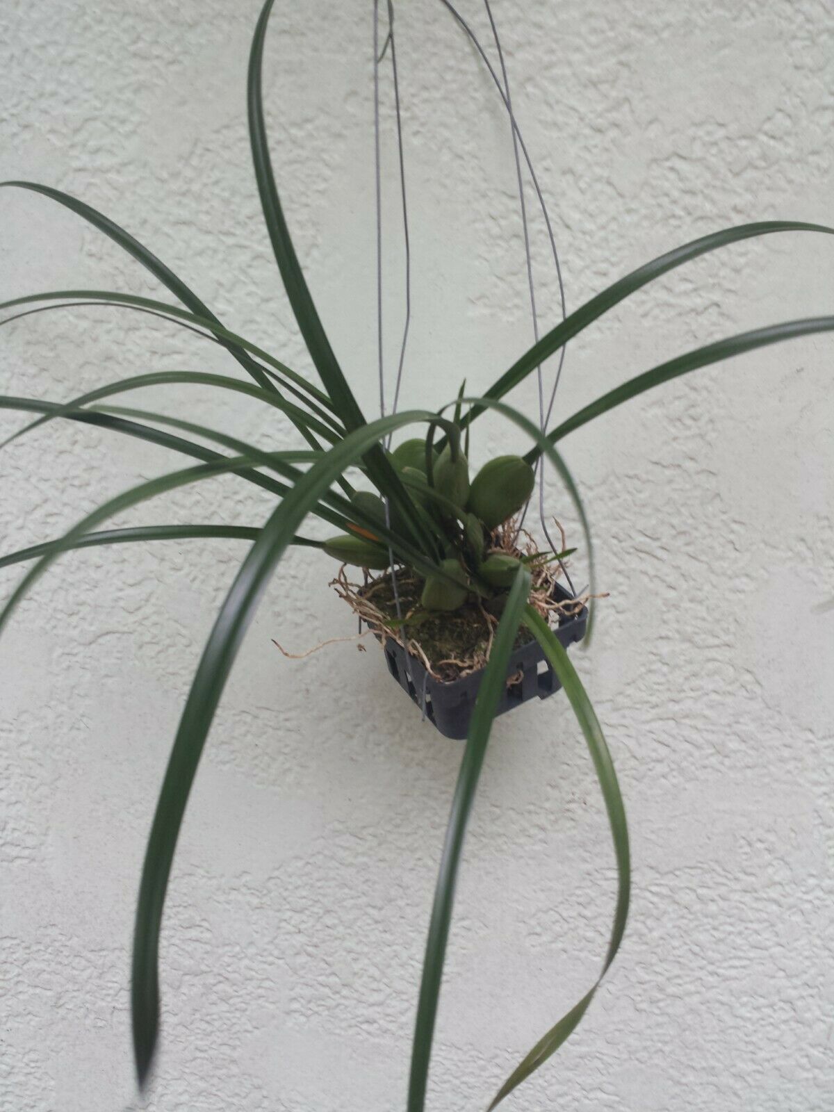 Orchid Maxillaria tenifolia fragrant Tropical Plant basket