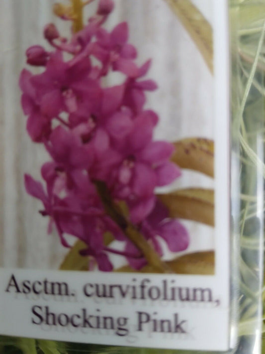 Vanda curvifolium Shocking Pink