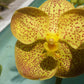 Vanda 3 Plants of Yellow Color Special Pack Exotic Tropic