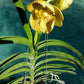 Vanda 3 Plants of Yellow Color Special Pack Exotic Tropic