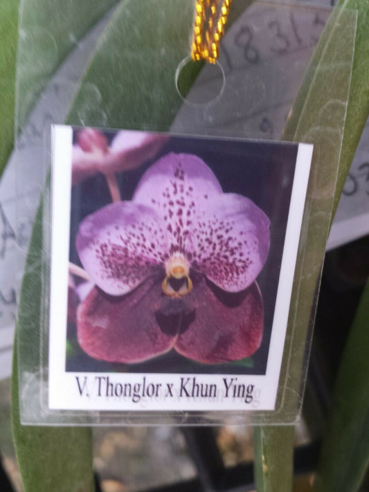 Vanda Thonglor x Khun Ying two tone