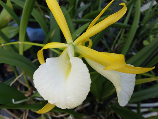 Orchid Brassavola Myv. Paul Storm