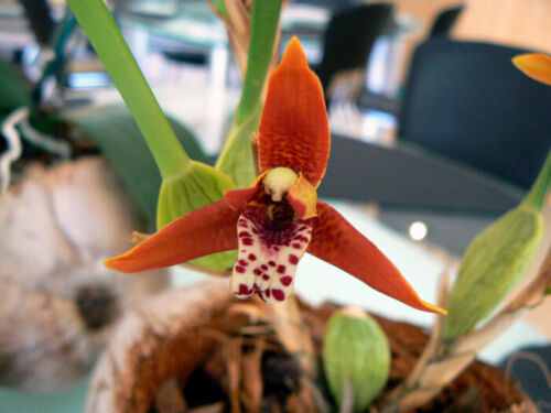 Orchid Maxillaria tenifolia fragrant Tropical Plant basket