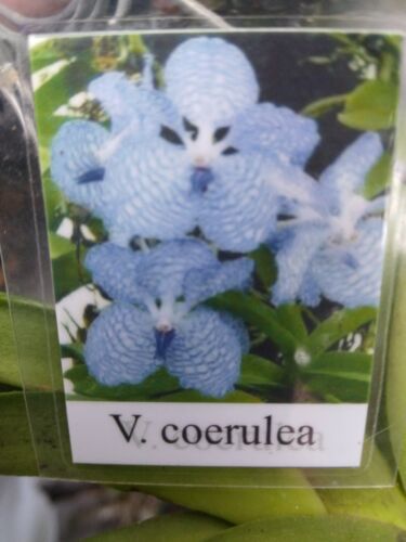 Vanda coerulea Blue or Pink Form