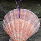 Bromeliad Tillandsia Stricta in Giant scallop seashell