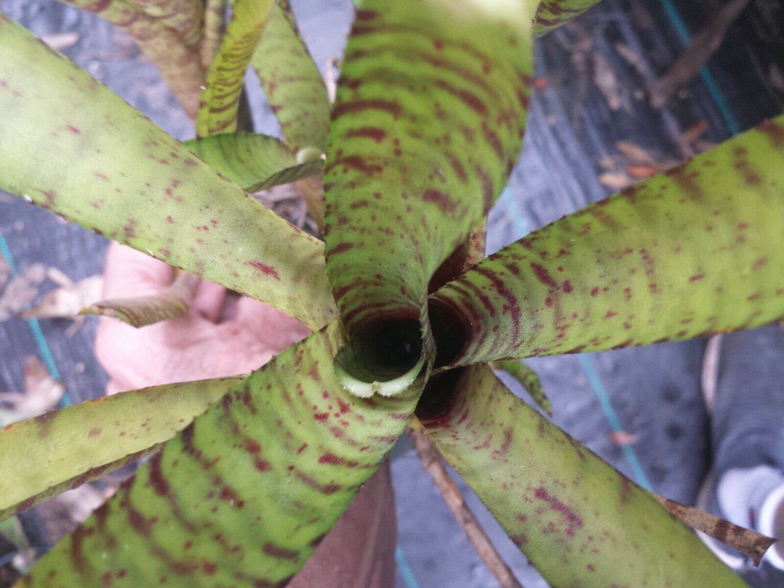 Bromeliad Mini Neoregelia Tiger Cub – MadHappenings