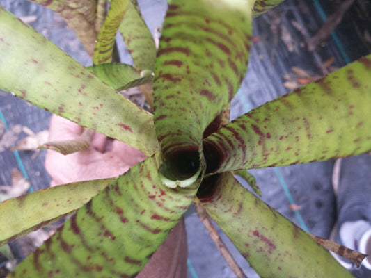 Bromeliad Mini Neoregelia Tiger Cub