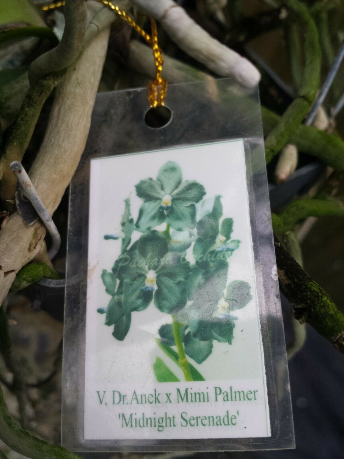 Vanda Dr Anek x Mimi Palmer Midnight Serenade Plants