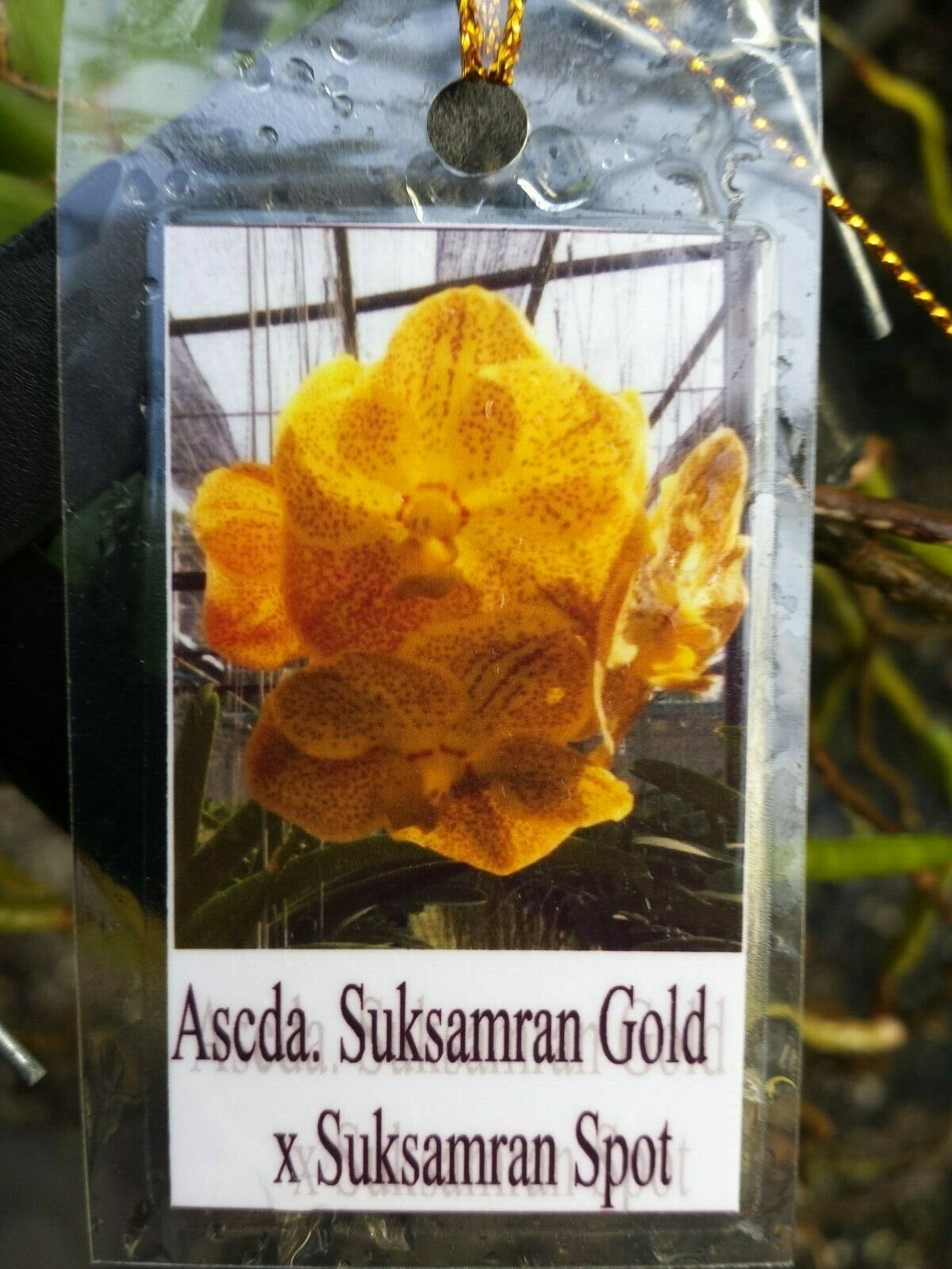 Vanda Suksamran Gold x Suksamran Spot