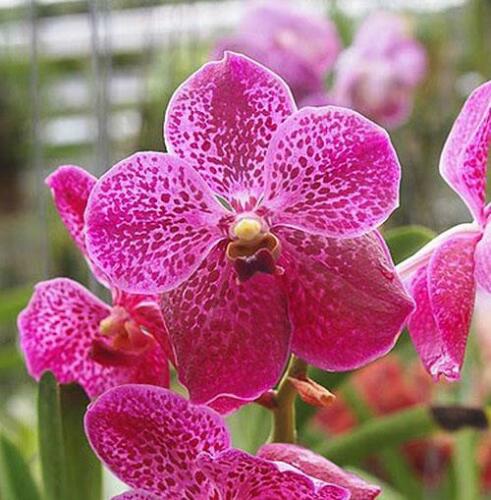 Vanda Tarab Waxy Ha Pad Exotic Tropical Hanging Plant