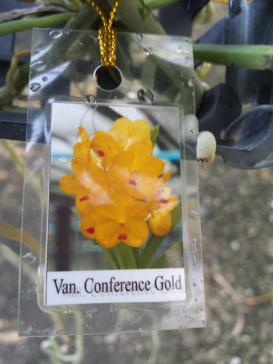 Vanda Conference Gold Hanging Plants