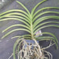 Vanda lamellata x boxallii 4N Exotic Tropical Plants