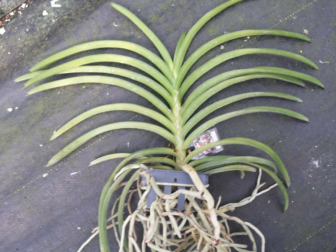 Vanda lamellata x boxallii 4N Exotic Tropical Plants – MadHappenings