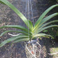 Vanda Wuttiphanara Manoonya Tropical Hanging Plants